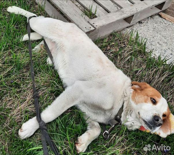Собака в добрые руки