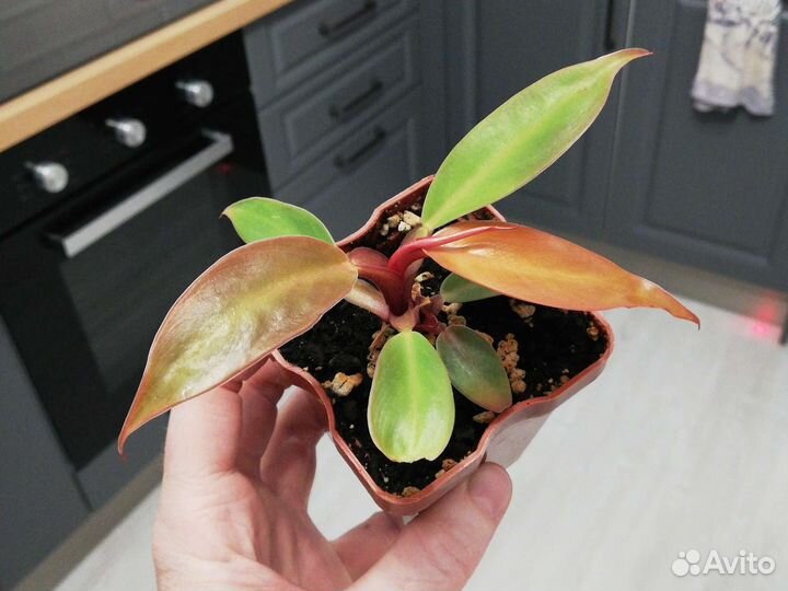 Филодендрон Хастатум и Принц оранж