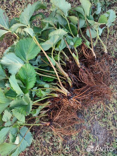 Клубника Гигантелла рассада