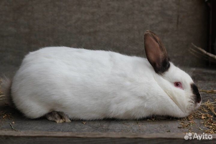 Калифорнийский кролик