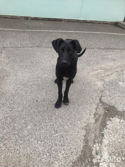 Собака в добрые руки