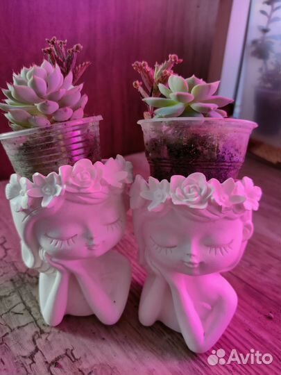 Мин садик в кашпо к празднику