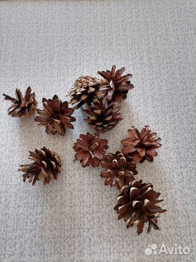 Шишки сосновые