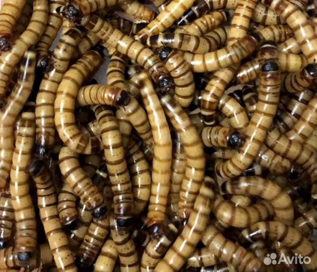 Зофобас, сверчок, саранча, бражник, мучник