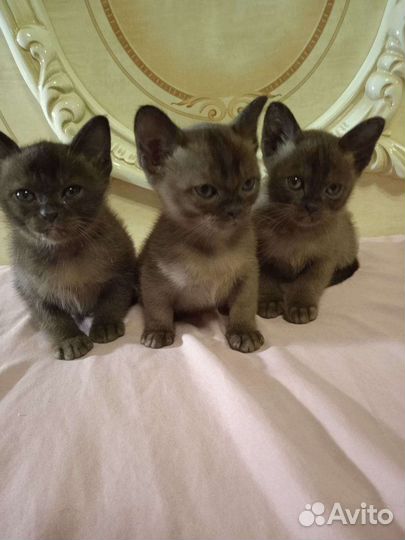 Бурманские Котята