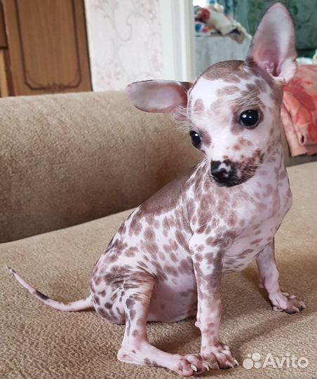 Щенок мексиканская голая, мальчик