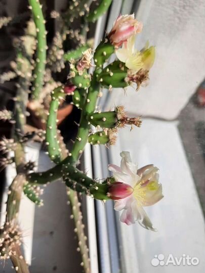 Гуэрния, гастерия, цилиндроопунция, астроцилиндр