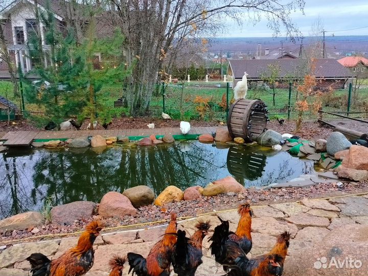 Павловский петух