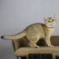 Британский короткошёрстный котёнок