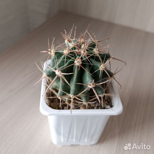 Кактусы