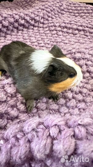 Морская свинка