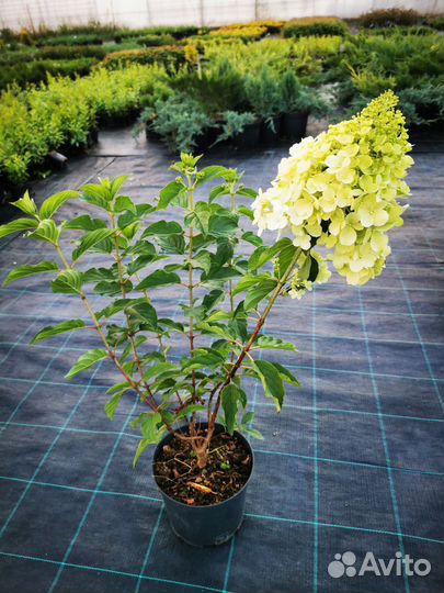 Гортензия метпльчатая Полар Бир