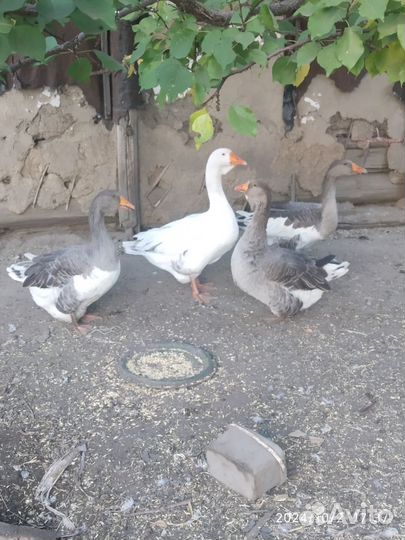 Яйцо столовое куриное