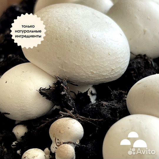 Набор для выращивания шампиньонов. Грибница