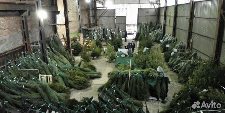 Готовый бизнес на новогодних ёлках