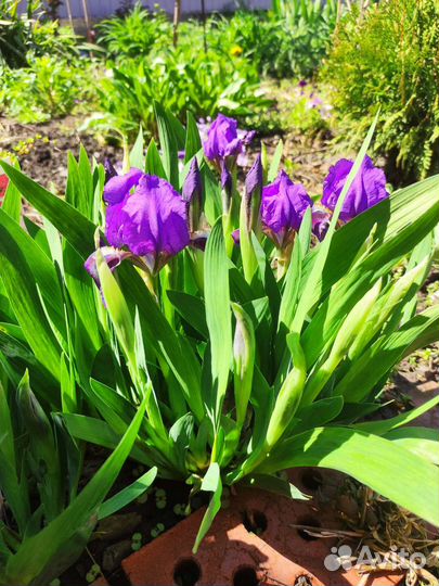 Ирисы карликовые