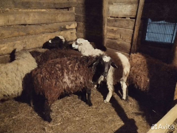 Овцы бараны