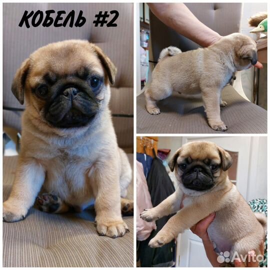 Щенки мопса