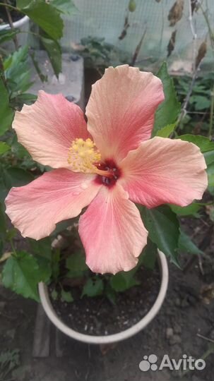 Гибискус китайская роза