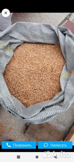 Зерно пшеница