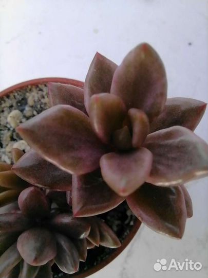 Суккуленты 1