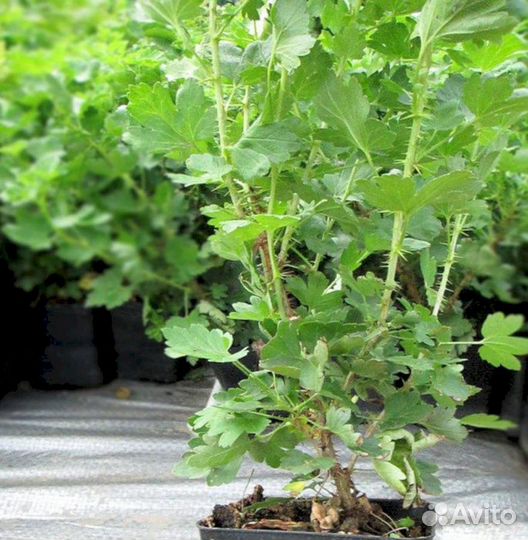 Саженцы крыжовника Берилл