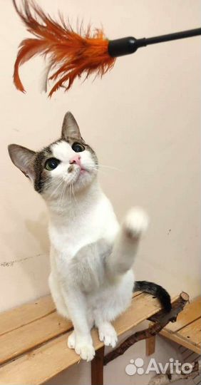 Нежная Бэль метис ориентала