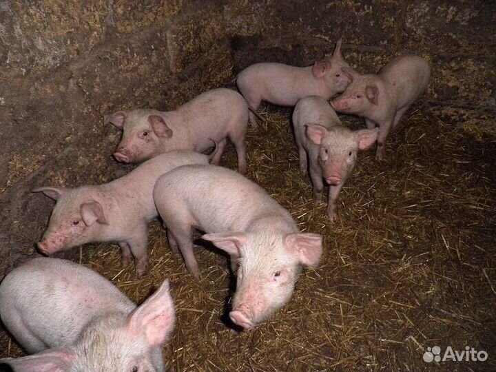 Поросята