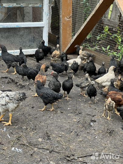 Куры несушки