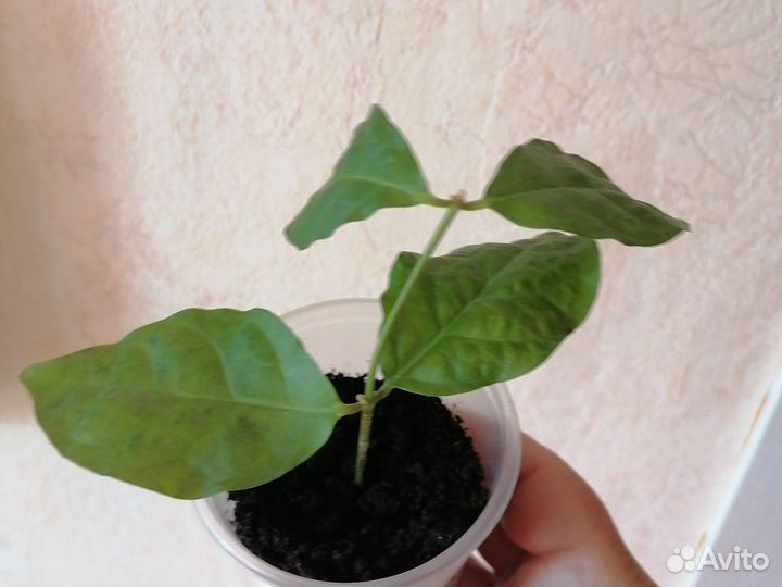 Комнатный жасмин Самбак