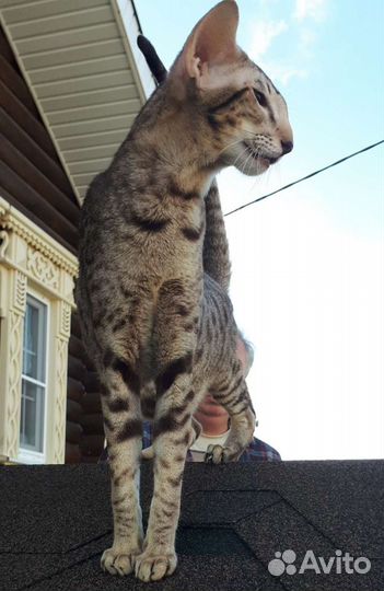 Вязка котом Ориенталом