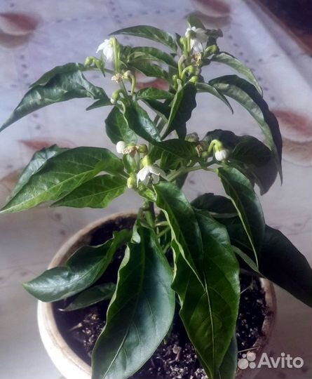 Перец комнатный острый