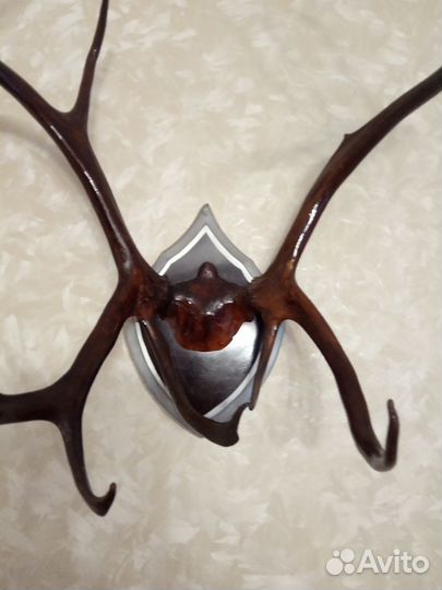 Оленьи рога на медальоне