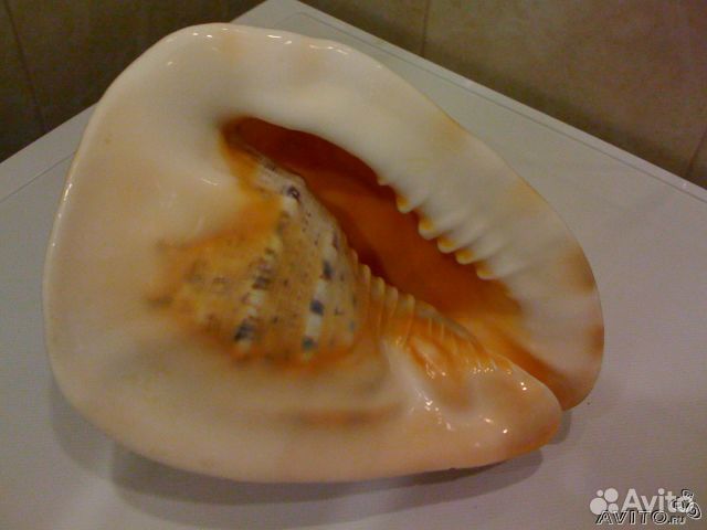 Большая морская раковина для интерьера