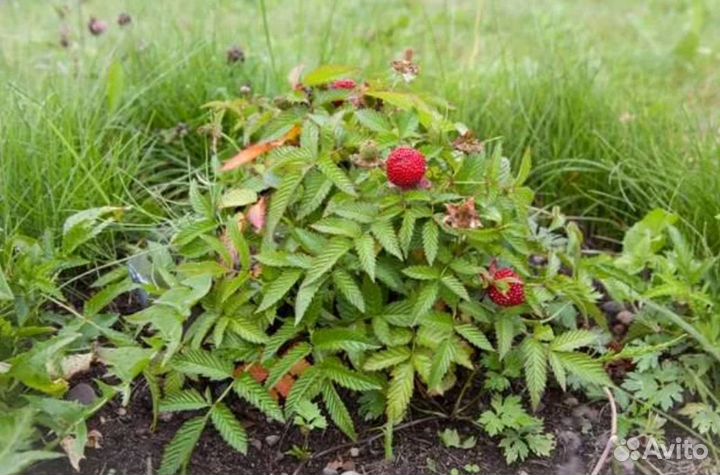 Малина земляничная (тибетская) (розолин)