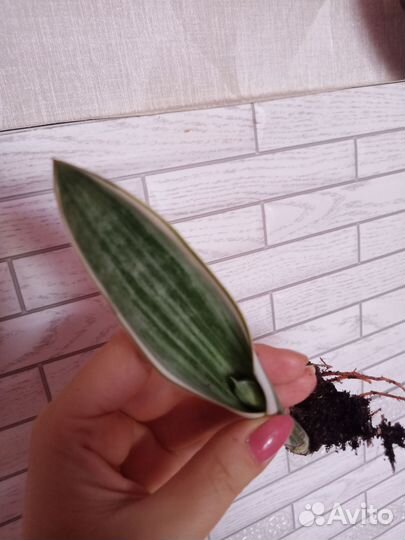 Сансевиерия металлика