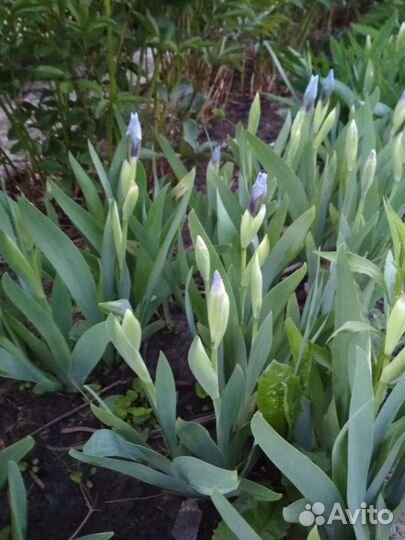 Ирисы карликовые