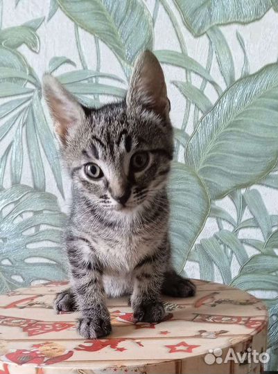 Котёнок тигрёнок 2,5мес ищет семью