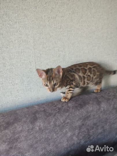 Бенгальская кошка