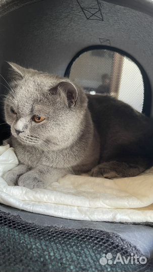 Кошечка ищет дом