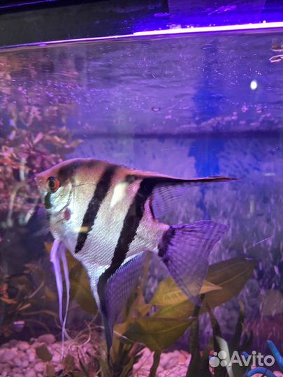 Рыба скалярии