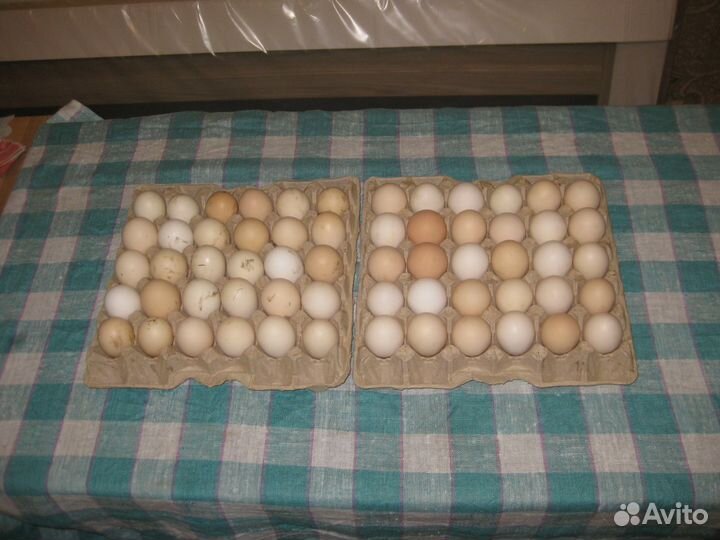 Куриное яйцо домашнее (деревенское)