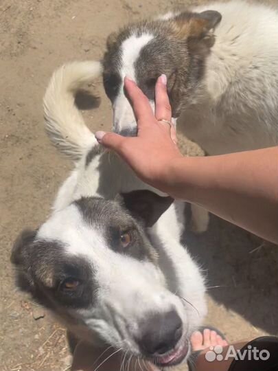 Собака для охраны