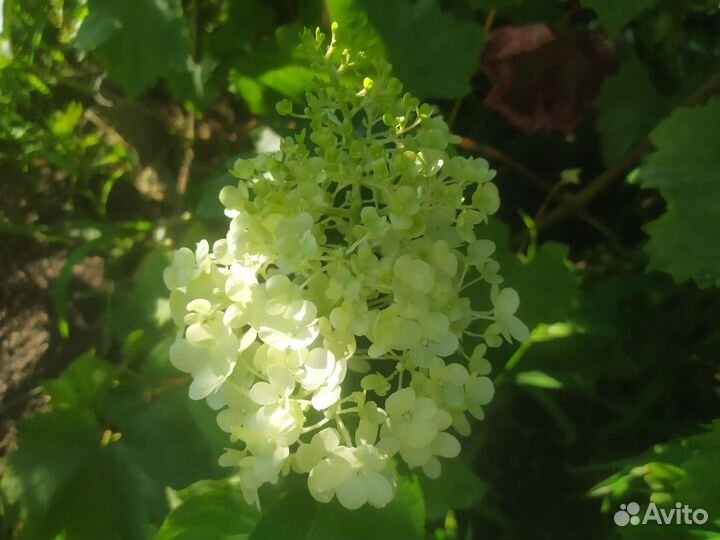 Саженцы гортензии метельчатой