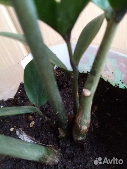 Замиокулькас