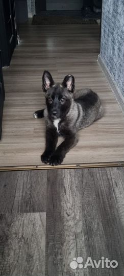 Передержка собак