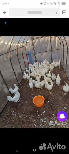 Продам петушков
