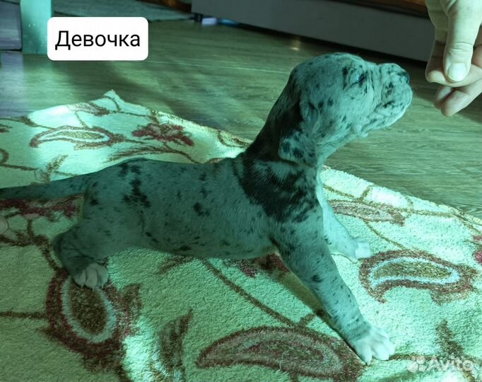 Щенки немецкого дога