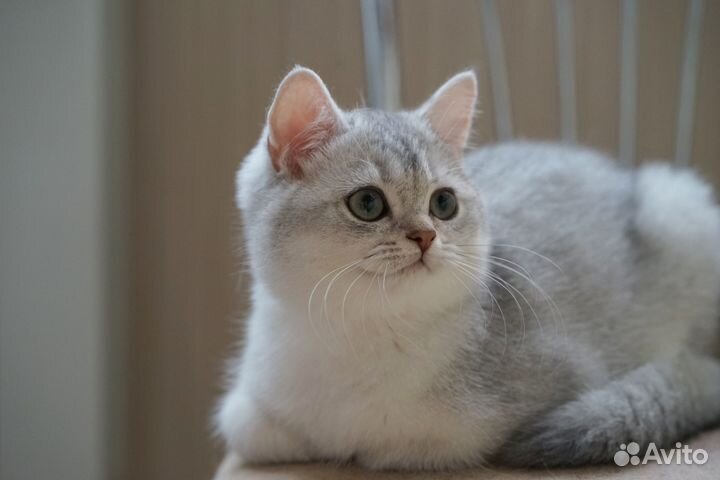 Котёнок британская шиншилла