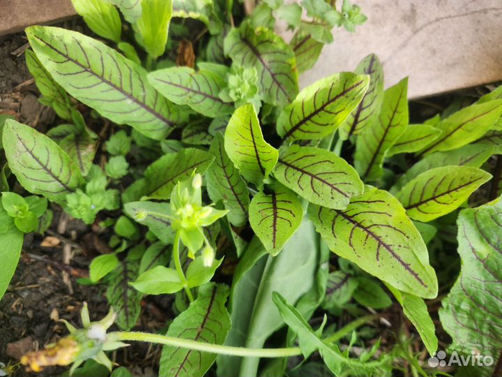 Щавель кроваво-красный (сангвинник)